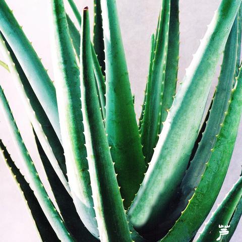 草木一秋（第三集）56--82 配乐电子琴浪子的心情