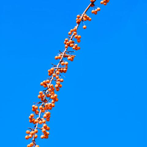 草木一秋（第六集）122--135 配乐电子琴心太软