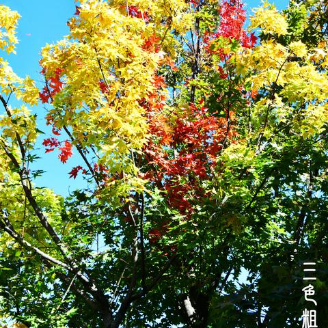 草木一秋（第四集）83--102 配乐双电子琴绿岛小夜曲