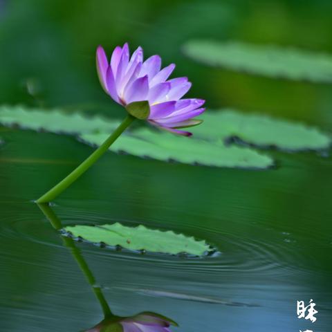 草木一秋（第五集）103--121 配乐电子琴月满西楼