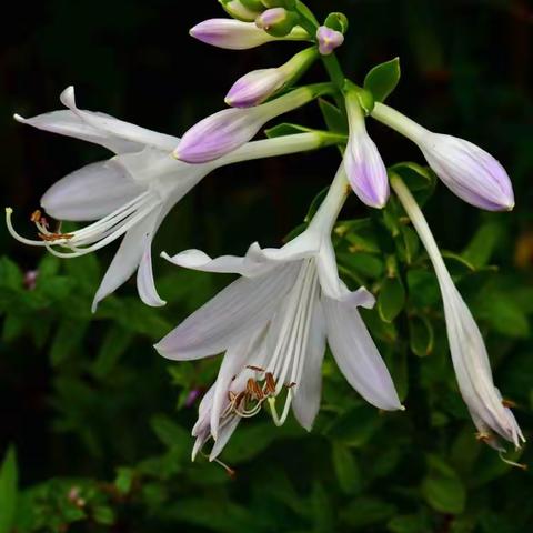 草木一秋（第七集）136--155 配乐电子琴美酒加咖啡