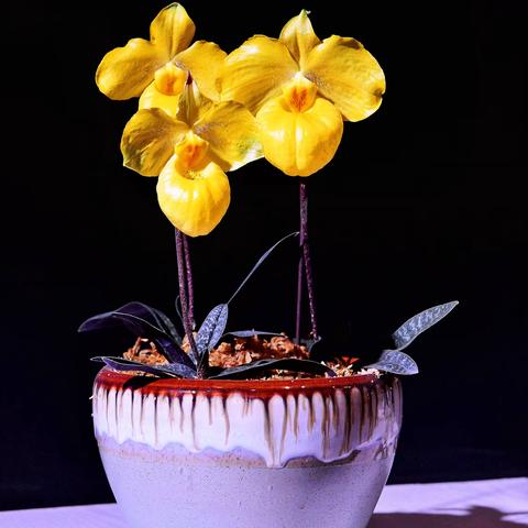 兰花 配乐纯音乐 心雨