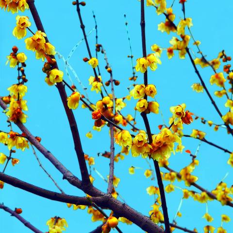 我国历朝诗人咏梅选编（一）配乐梅花泪（古筝版）