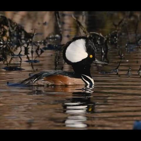 Hooded Mergansers at lake Betz