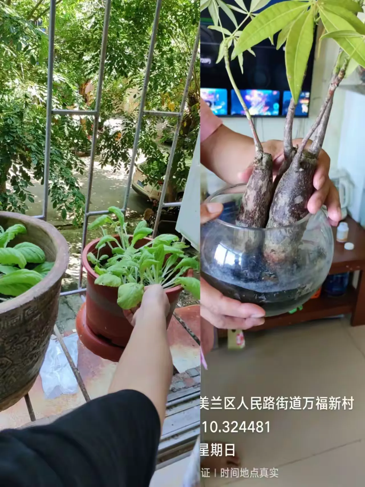 简篇-防治登革热,我们在行动