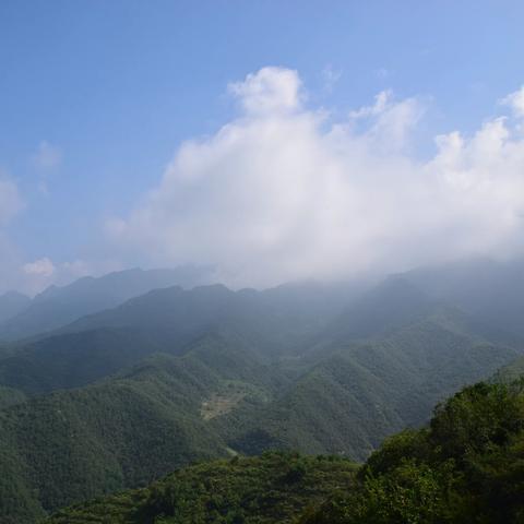 舜王坪：一山阅尽华北花（初夏篇）