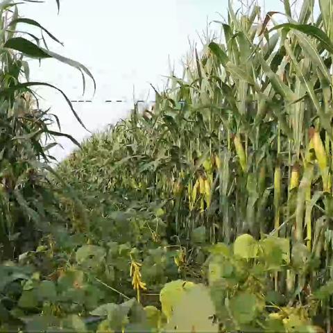 玉米大豆带状复合种植之—— 播种施肥机田间使用及调整