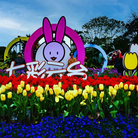 兔年年初六云台花园拍郁金香