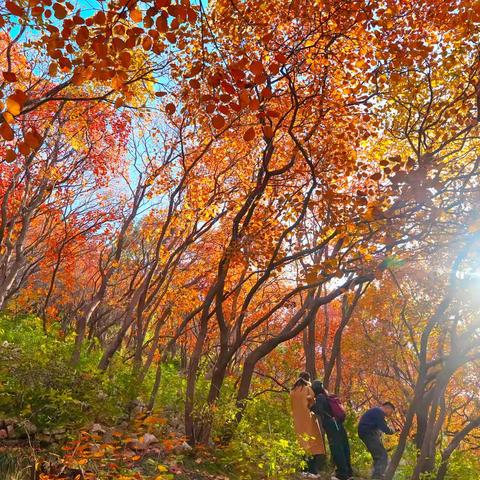 【文润济阳】《红叶题秋》赛诗会