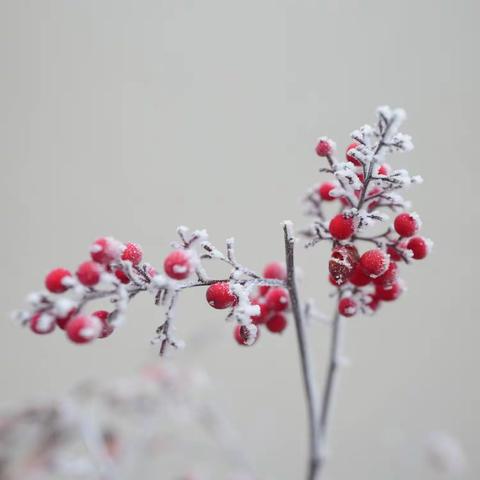 【文润济阳】《树挂》赛诗台