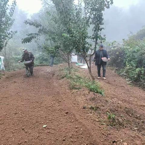 长武县积极实施秋冬季国土绿化行动——林下经济