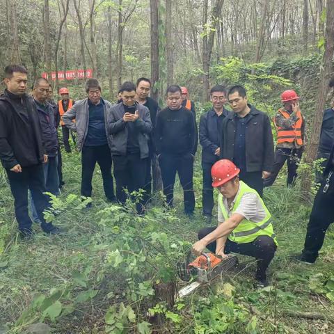 长武县积极实施秋冬季国土绿化行动——森林抚育