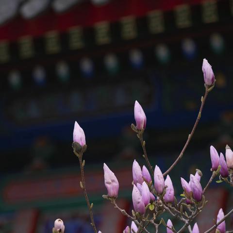 春风暖融融  玉兰满枝头