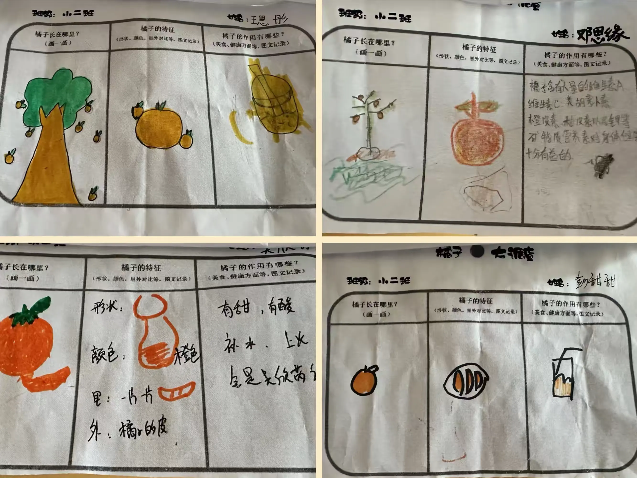简篇-【课题动态8】班本课程《橘子熟了》——湘东区中心幼儿园一部小(2)班