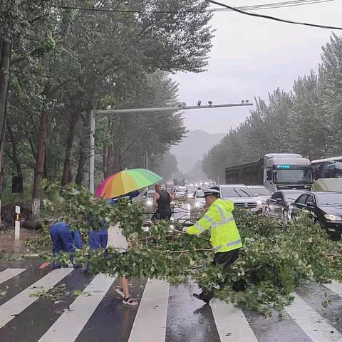 雨中大树倒地成“拦路虎 ” 明山交警快速反应清障保畅