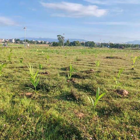 文新村内整治“耕地非粮化”，对违法占用基本农田种植的槟榔进行移除