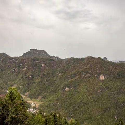 车峰沟紫荆花开