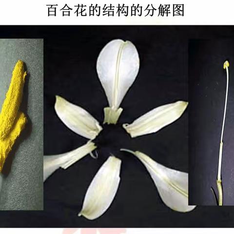 寻植物奥秘，为植物做名片