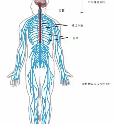 解码感知边界，智绘感官新篇