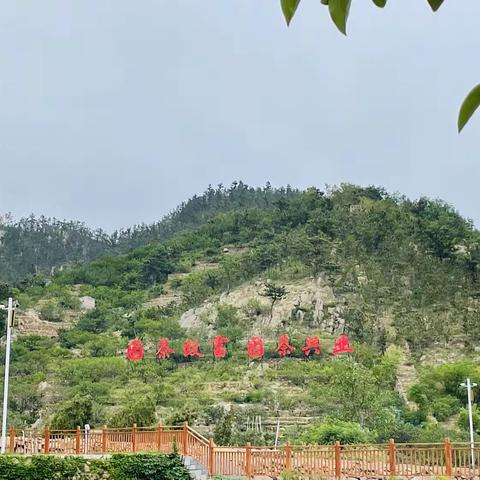 因茶致富 因茶兴业 颐都社区党委开展崂山茶科普活动