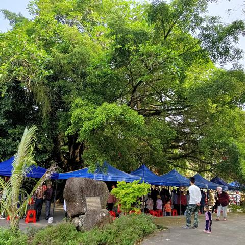 “王子青梅千古情·消费助农暖民心”主题消费助农大集市在岭口镇火热开市