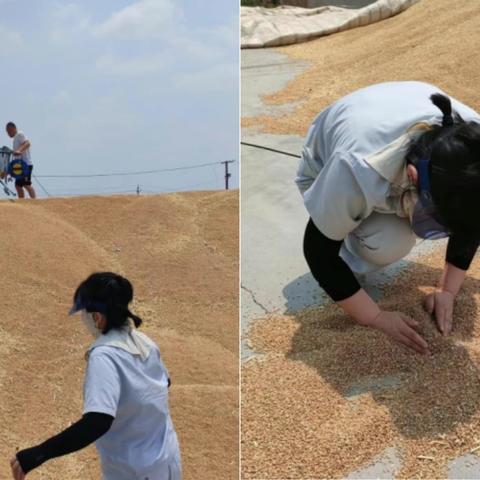 石家庄库多措并举助力夏粮收购