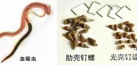 【预防血吸虫  从我做起】洱源县玉湖二中预防血吸虫病教育活动
