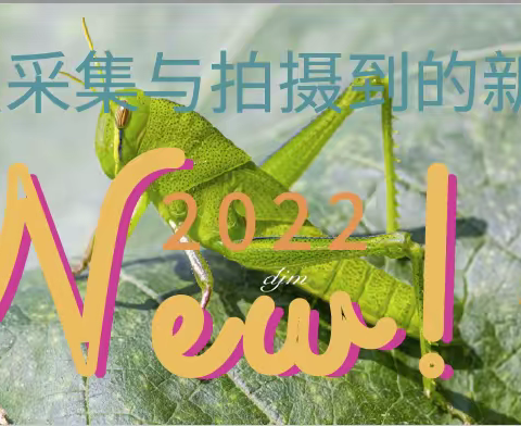 2022年度昆虫采集与拍摄记录（二）（续）