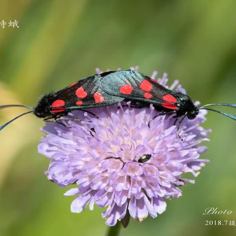 从一个疑似消失的物种 —红五点斑蛾（Zygaena niphona）的寻觅说起