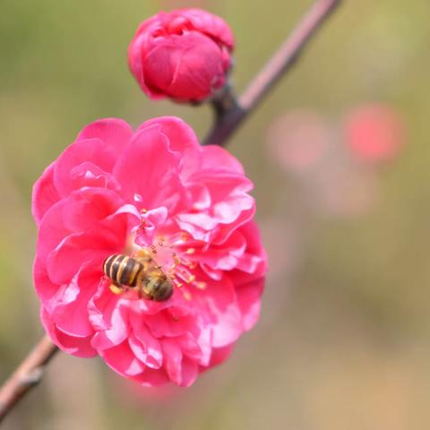 二月楼花无意展妖艳