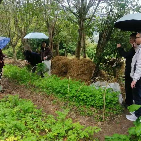 清流：聚焦重点品种 开展芹菜专项监督抽检