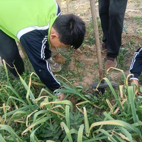 “蒜”你可爱！----劳动实践课变身田间小课堂