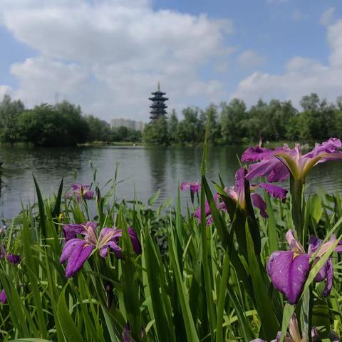 洋湖湿地公园四月工作简报