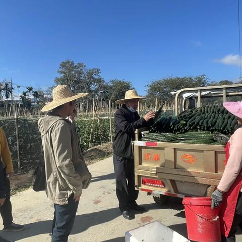 五指山市农技中心加强冬季瓜菜种植管理与防治病虫害技术指导