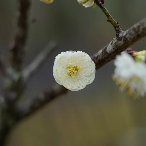 连江梅洋村雾里赏梅3