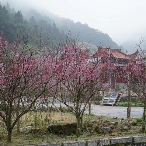 连江梅洋村雾里赏梅2