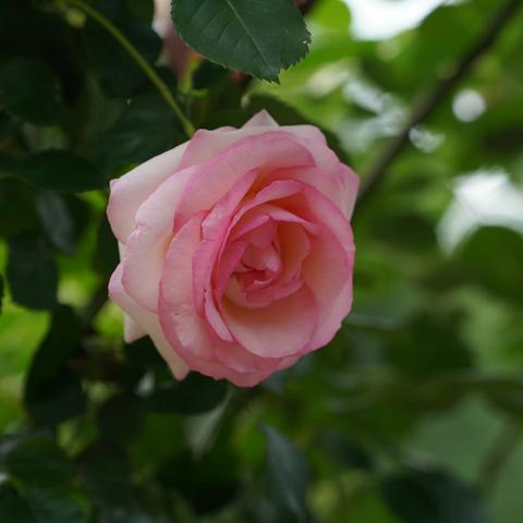 牛岗山公园月季花