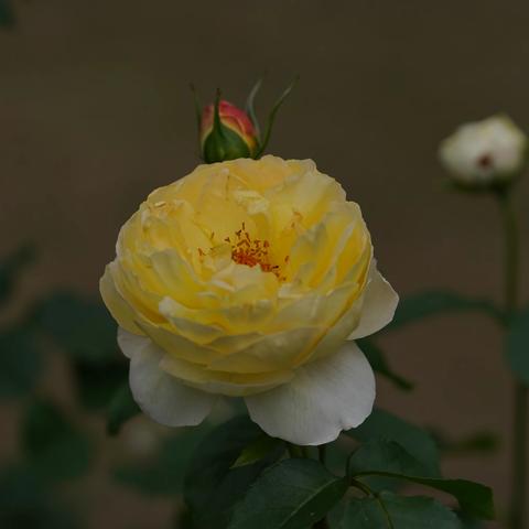 牛岗山公园月季花2