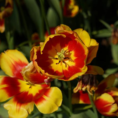 沙滩公园月季花