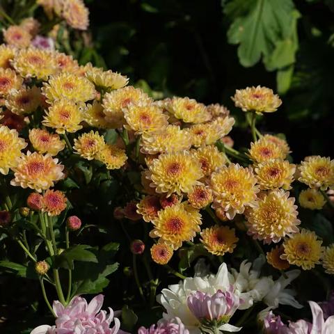 西湖公园菊花展2