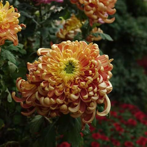 2025福州第62届金秋菊展2