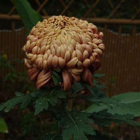 2025福州第62届金秋菊展3