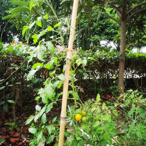 阳台菜园我打造