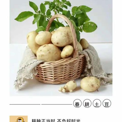 《你好！土豆》 金豆豆幼儿园5月研学活动