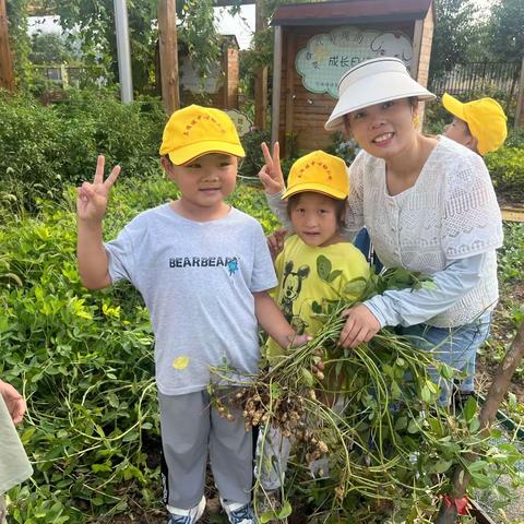 丰收之季   幼遇❤️花生🥜——兰陵镇中心幼儿园花生收获季