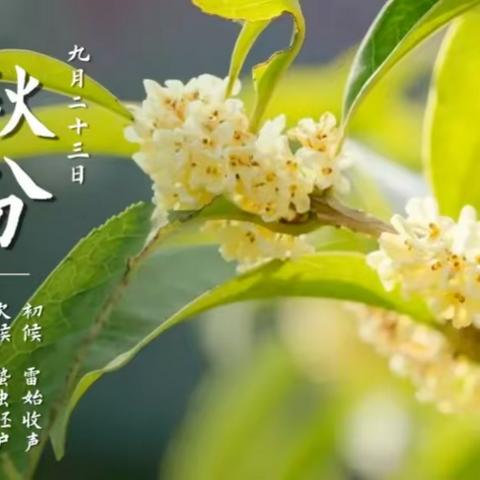 秋分秋分，昼夜平分——圣慧聪明娃明珠幼儿园24节气主题活动