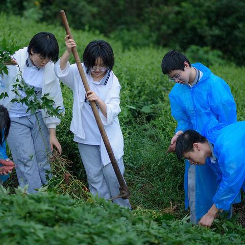 体验农趣，“劳”有所获——实验中学九（10）班雄鹰小分队“挖红薯”实践活动
