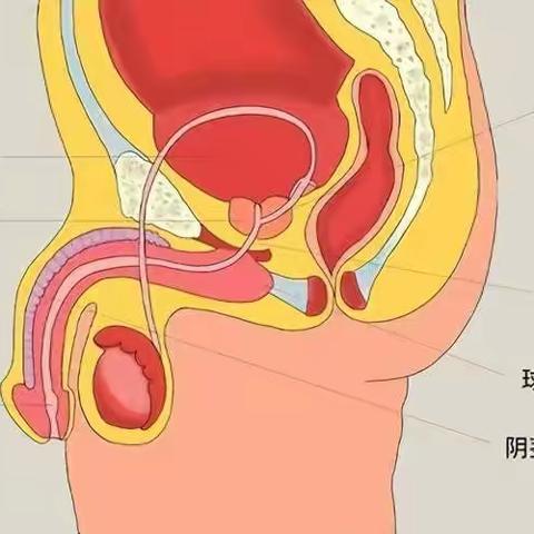 浅谈前列腺癌