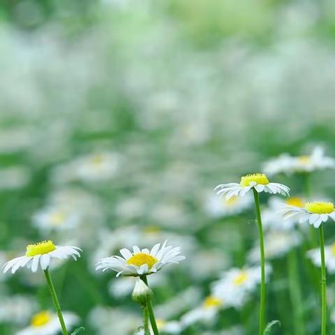 【方正教育】望闻问切做教研，学思研讨促成长 	——册山中心小学新课标视域下中语组集体备课教研活动