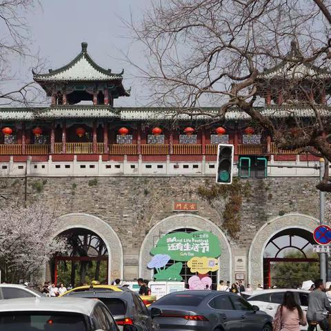 玄武湖樱洲樱花盛开